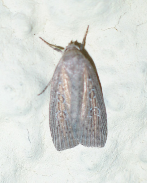 Chilodes maritima - négyfoltos nádibagoly