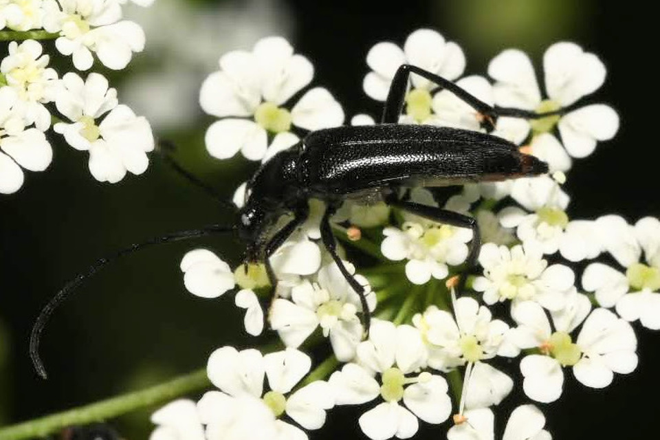 Stenurella nigra - fekete karcsúcincér