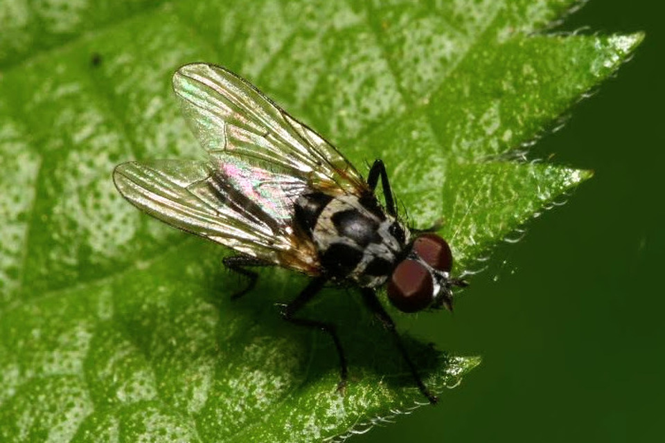 Anthomyia procellaris