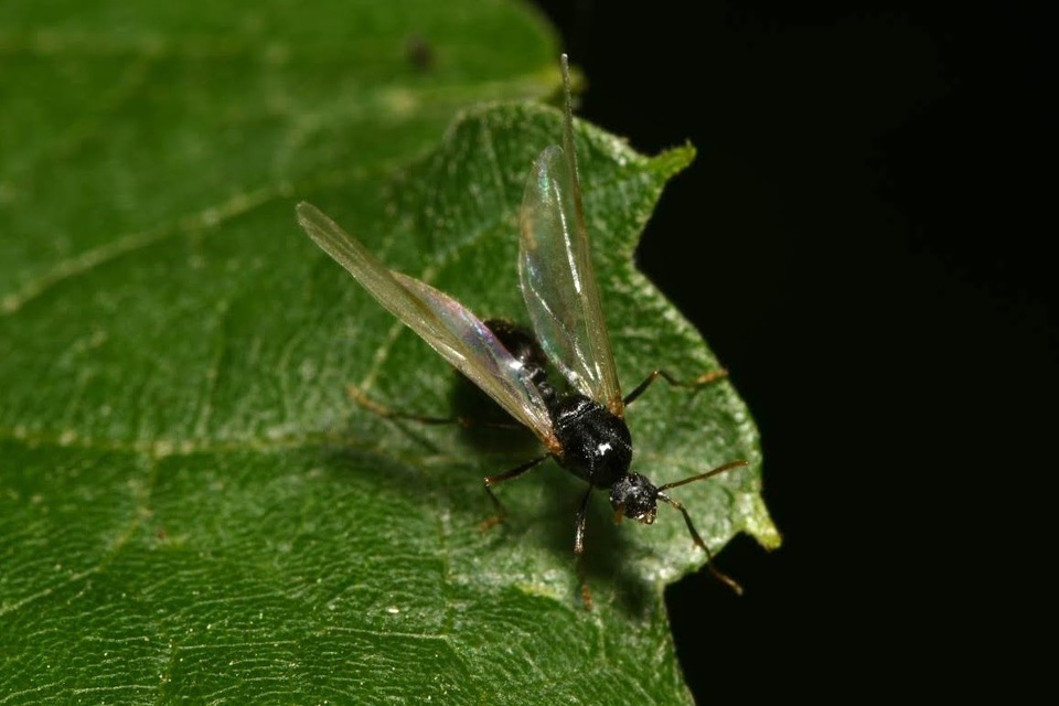 Tetramorium