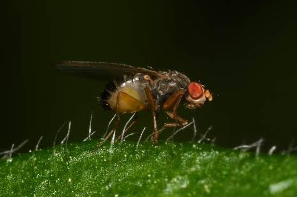 Scaptomyza