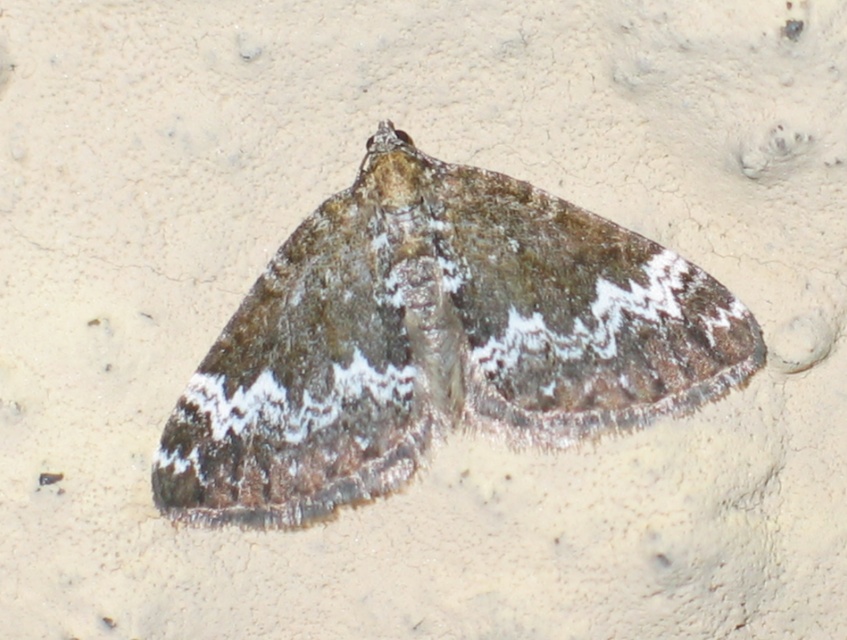 Perizoma alchemillata - árvacsalán-araszoló