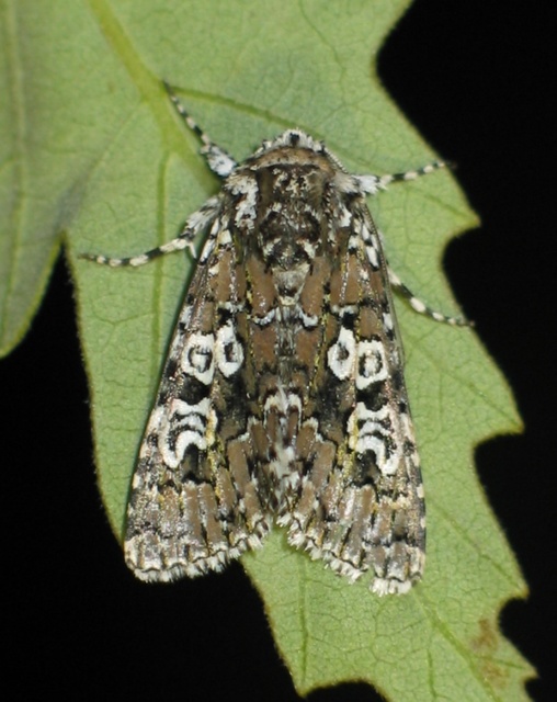 Lamprosticta culta - hármasfoltú bagoly