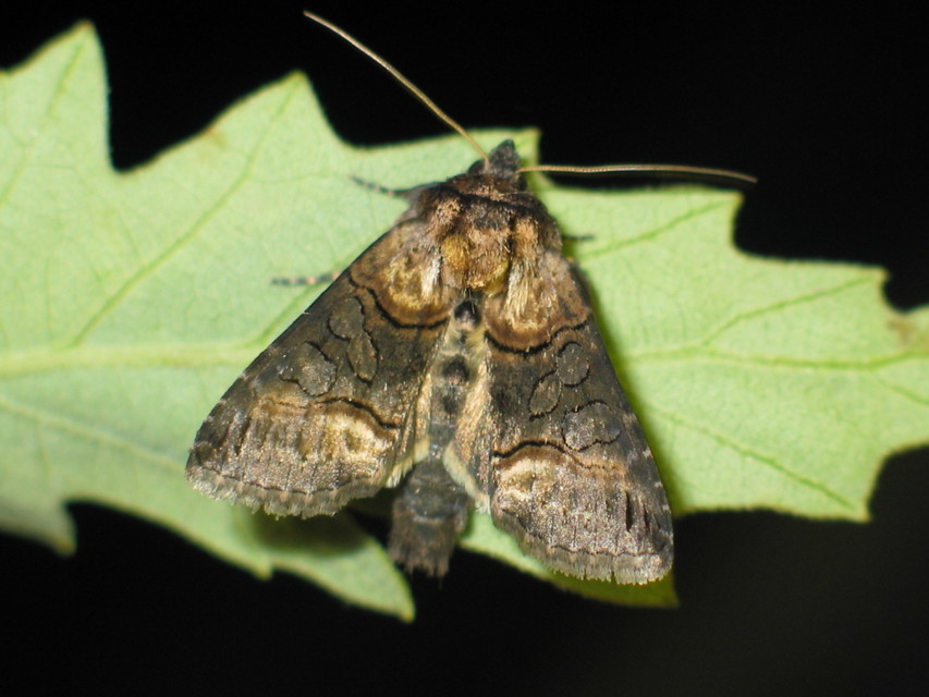 Abrostola asclepiadis - barnaövű csalánbagoly