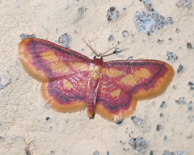 Idaea muricata - mocsári pirosaraszoló