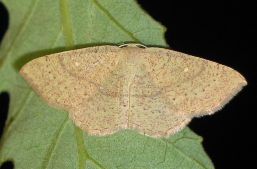 Cyclophora ruficiliaria - vörösrojtú pettyesaraszoló