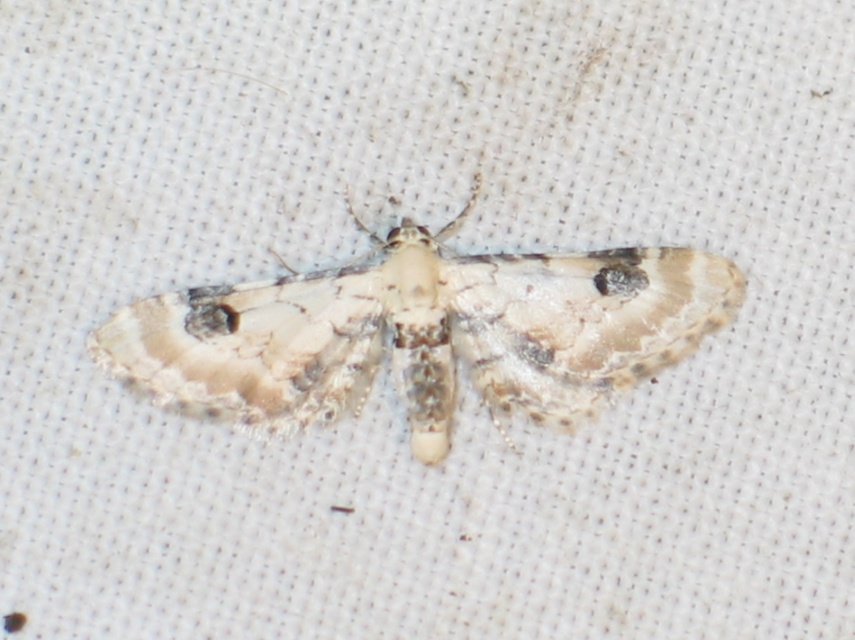 Eupithecia centaureata - búzavirág-törpearaszoló