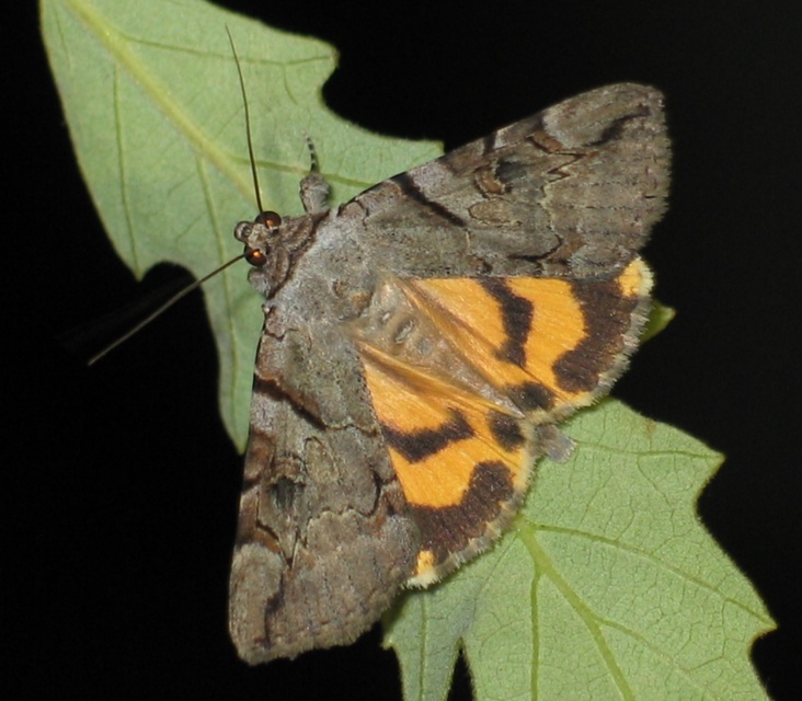 Catocala hymenaea - kökény-övesbagoly