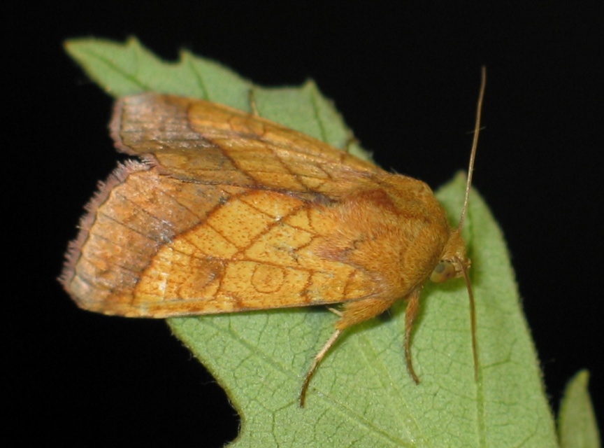 Pyrrhia umbra - iglicebagoly