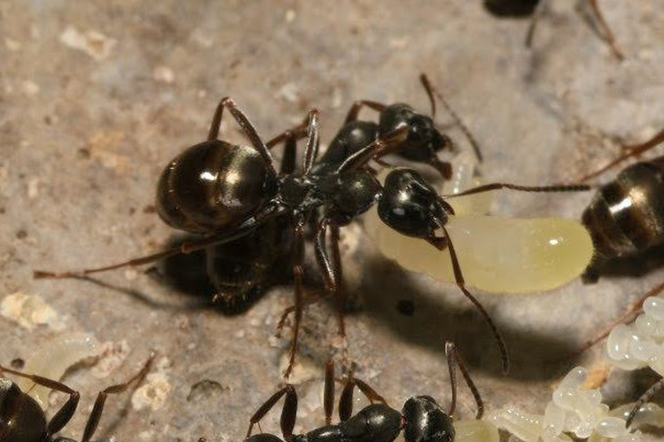 Formica fusca - kormos rabszolgahangya