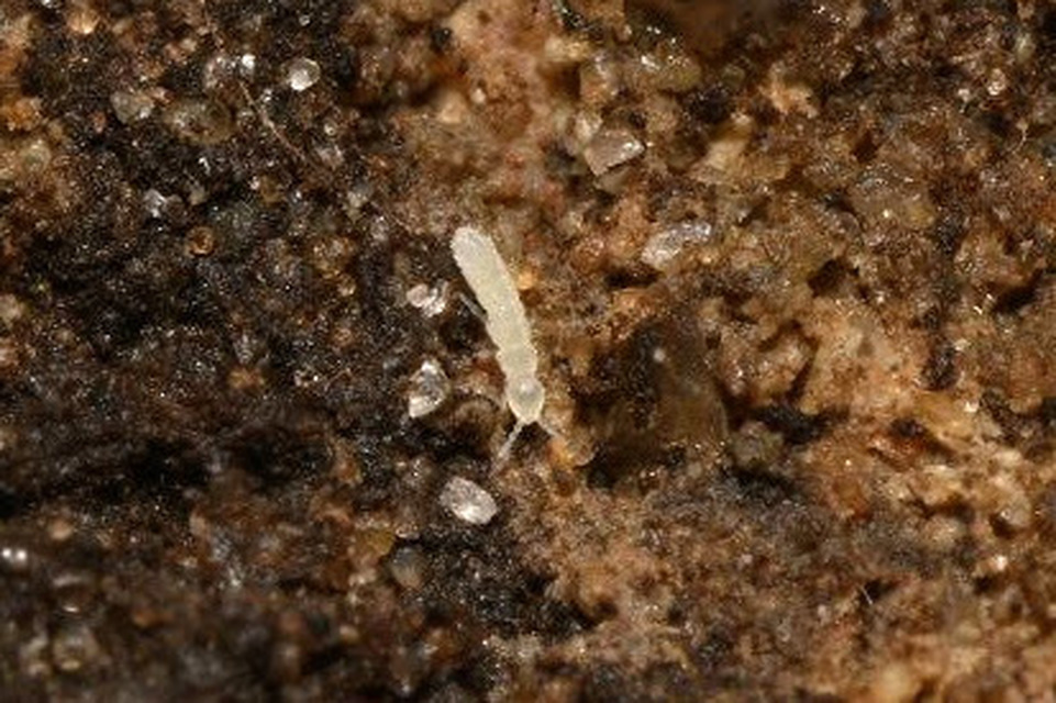 Isotomidae