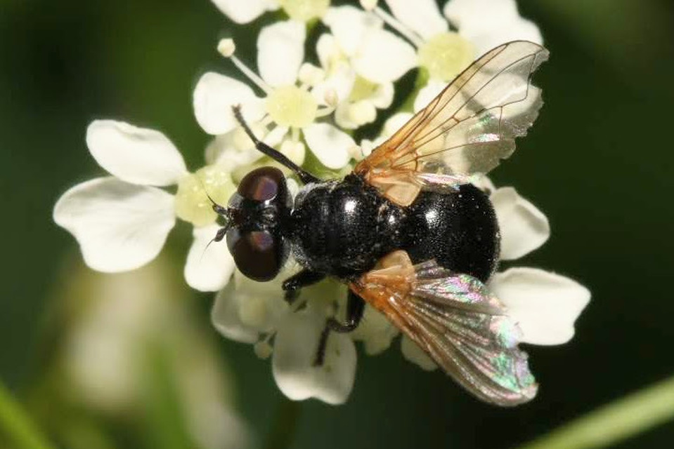 Cistogaster globosa