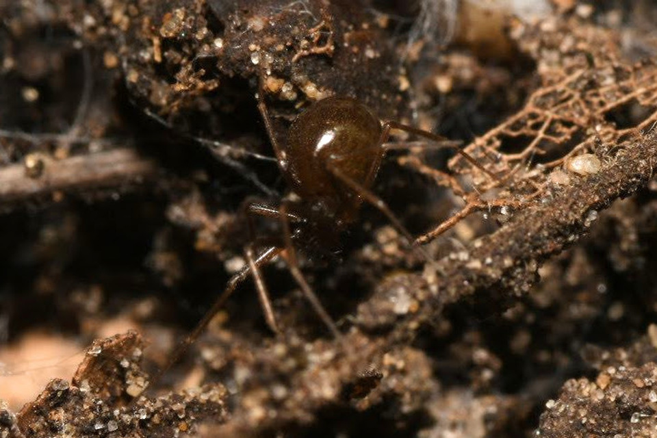 Linyphiidae - vitorláspókok