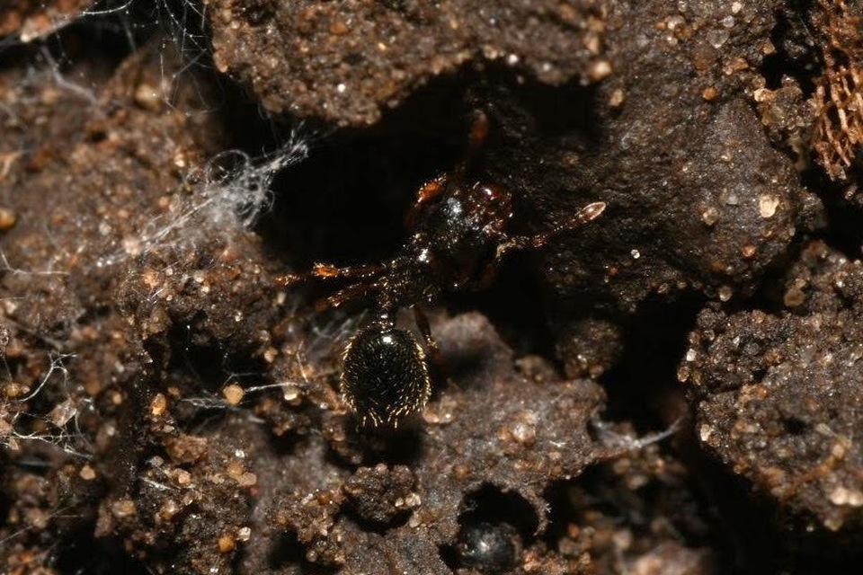 Myrmecina graminicola - ráncoshangya