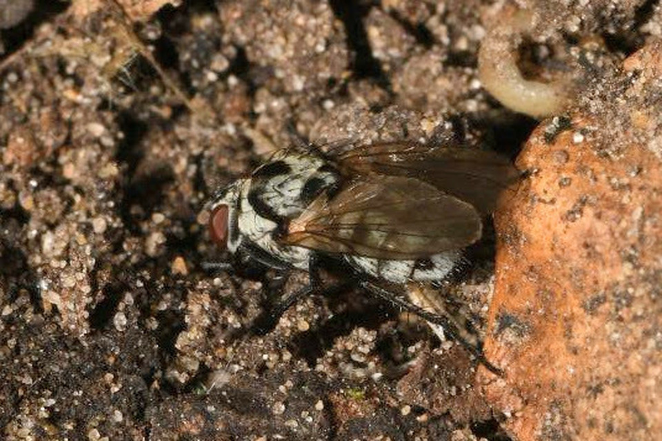 Anthomyia