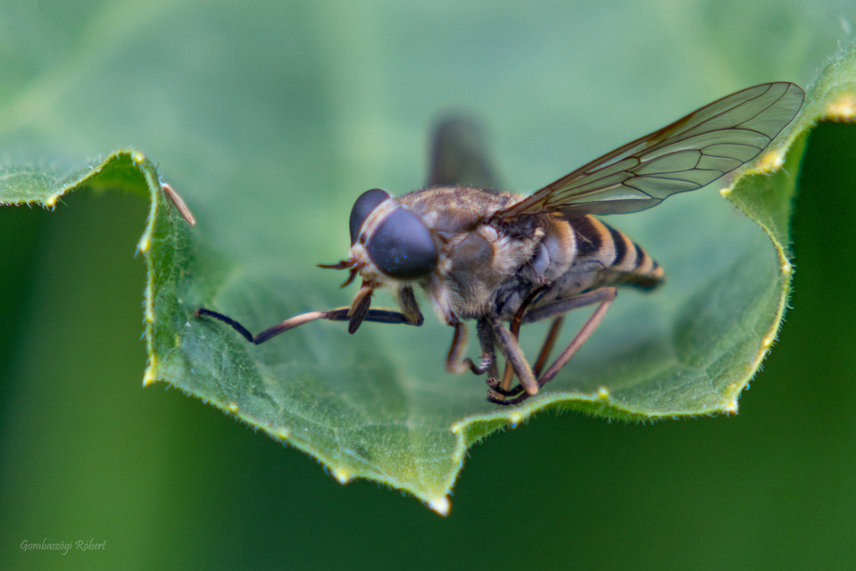 Tabanidae - böglyök