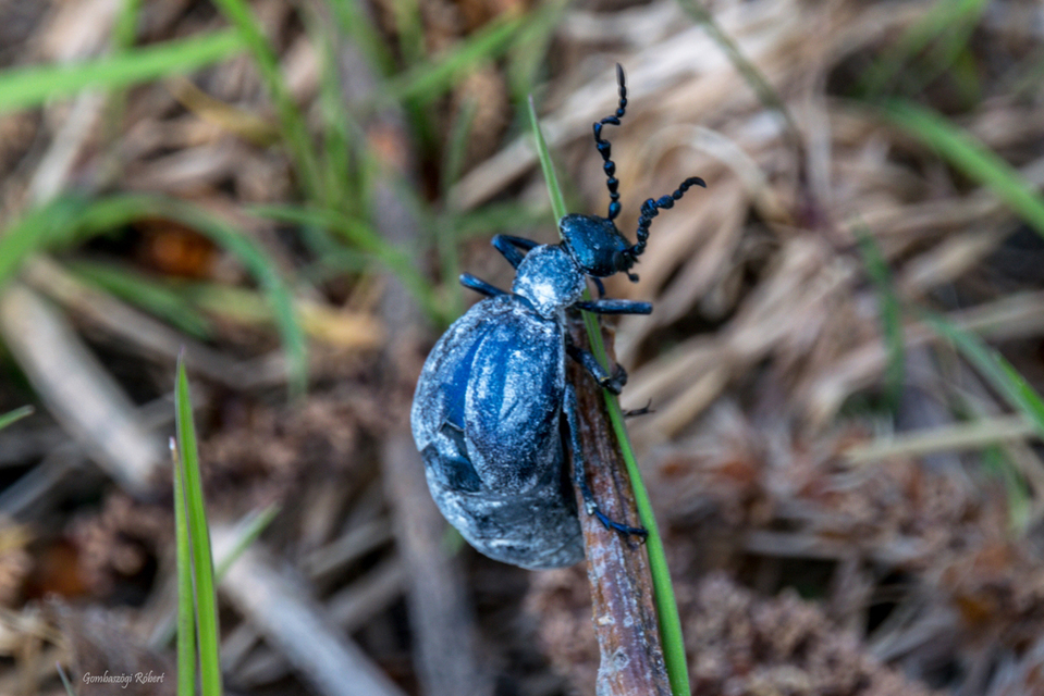Meloe violaceus - kék nünüke