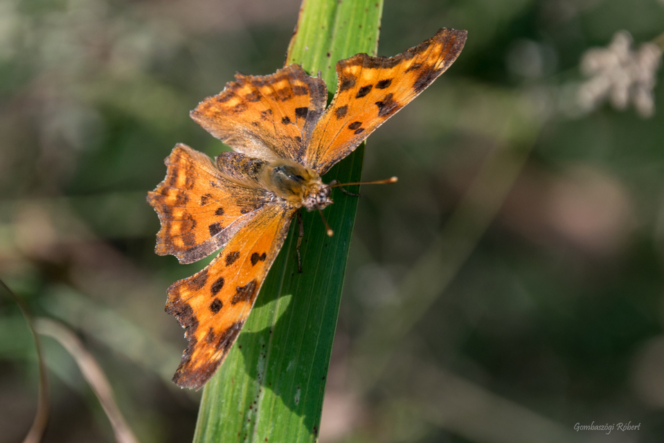 Nymphalis c-album - C-betűs lepke