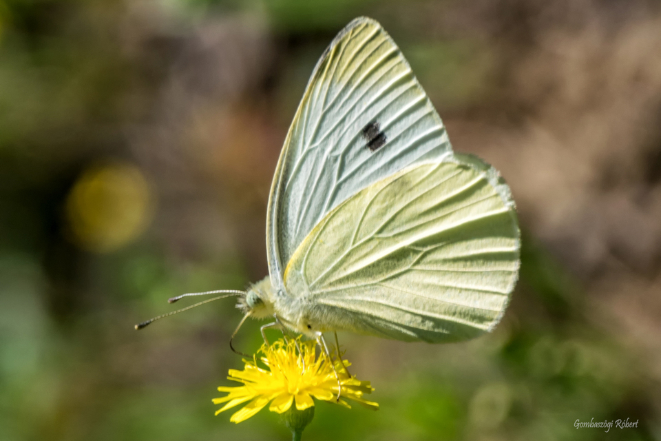 Pieris rapae - répalepke