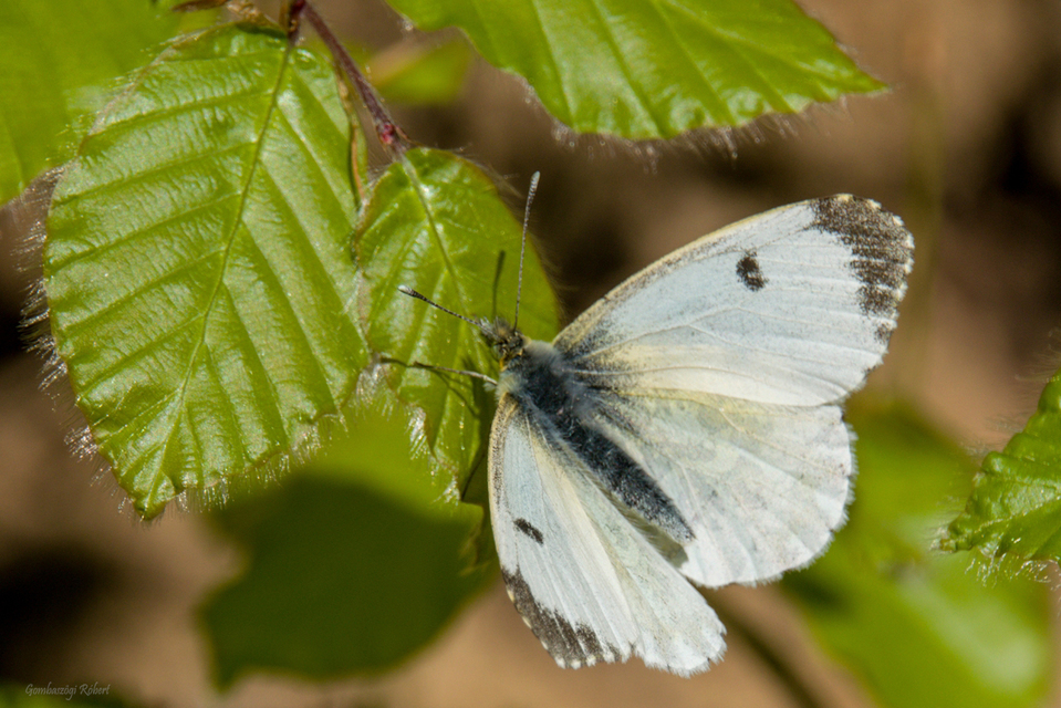 Anthocharis cardamines - hajnalpírlepke