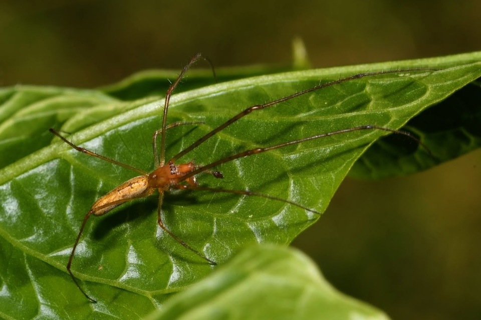 Tetragnatha