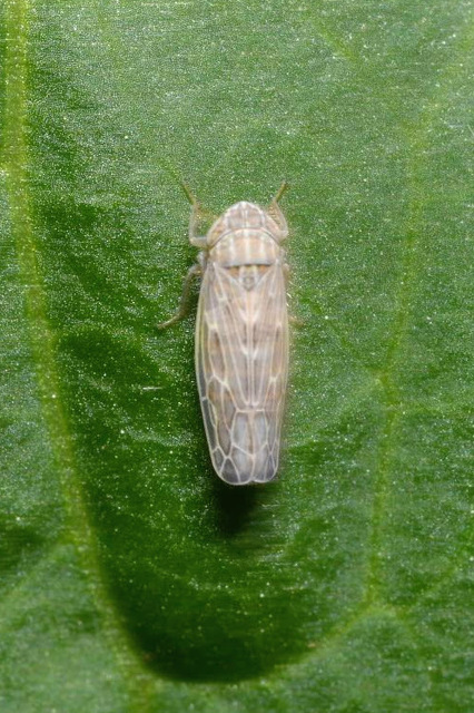 Psammotettix