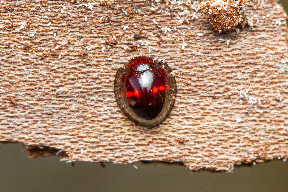 Chilocorus bipustulatus - szalagos szerecsenkata