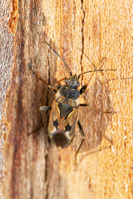 Rhyparochromus vulgaris - közönséges díszesbodobács