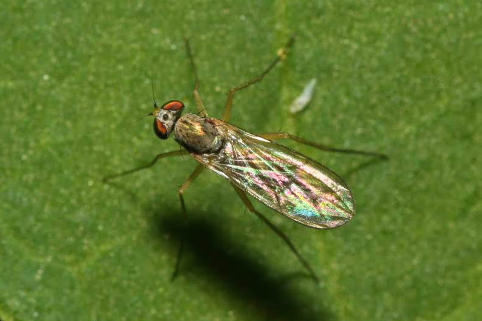 Dolichopodidae - szúnyoglábú legyek
