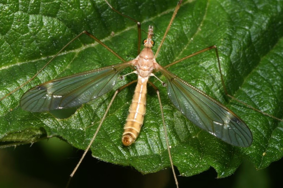 Tipula