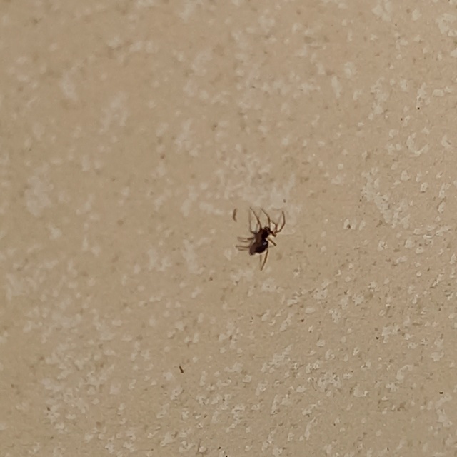 Linyphiidae - vitorláspókok
