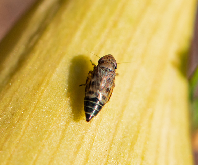 Deltocephalus pulicaris
