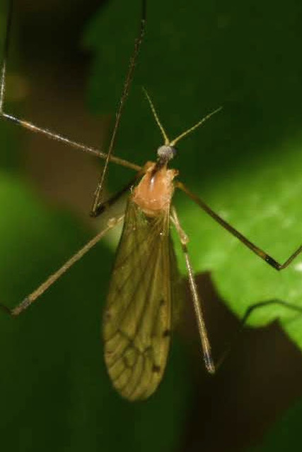 Limonia phragmitidis