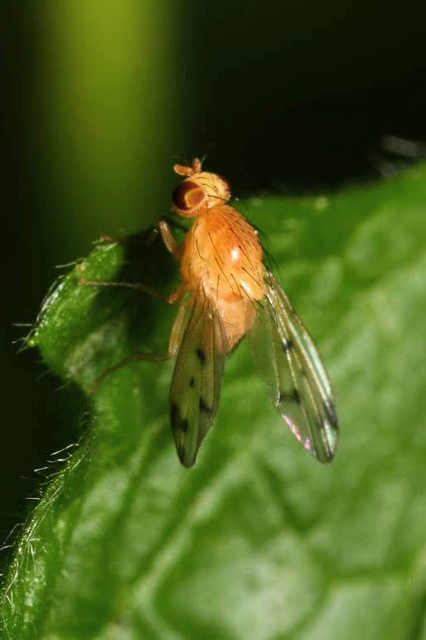 Homoneura