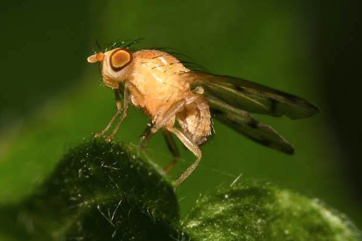 Homoneura