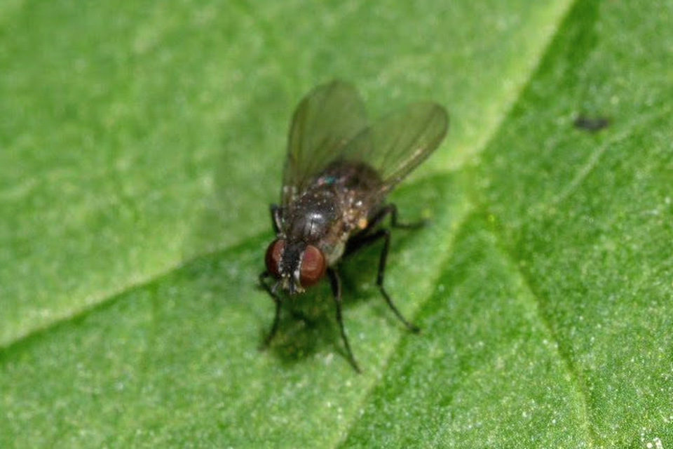 Coenosia agromyzina