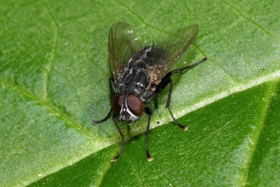 Muscina levida