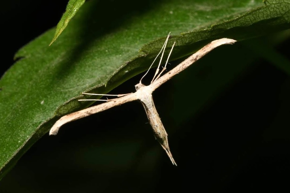 Emmelina monodactyla/argoteles