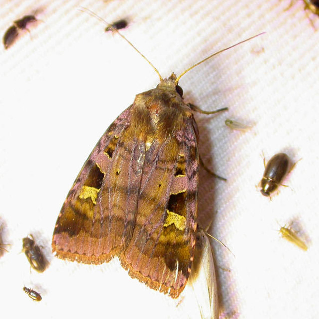Diarsia brunnea - rózsásszárnyú földibagoly