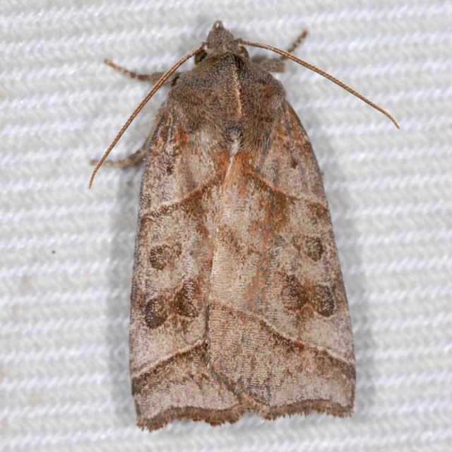 Ipimorpha retusa - sarlós fűzbagoly