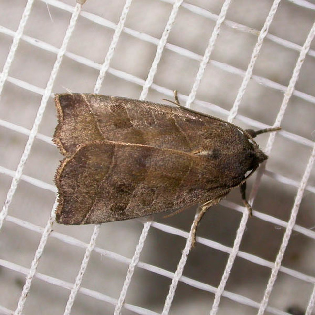 Ipimorpha retusa - sarlós fűzbagoly