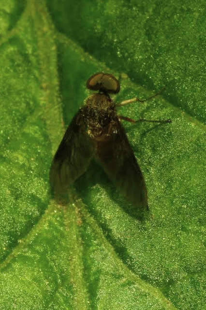 Chrysopilus pullus