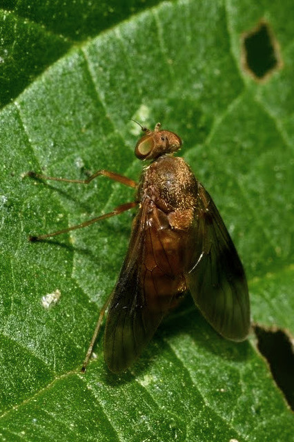 Chrysopilus luteolus