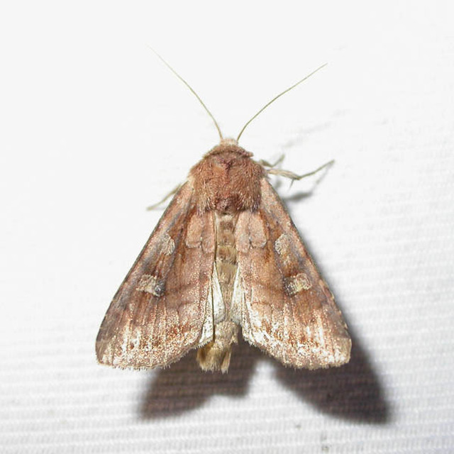 Lacanobia splendens - mocsári kertibagoly