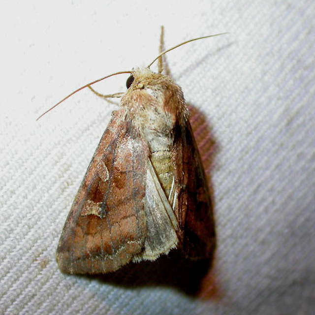 Lacanobia splendens - mocsári kertibagoly