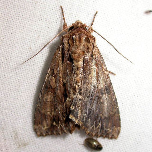 Apamea monoglypha - nagy dudvabagoly