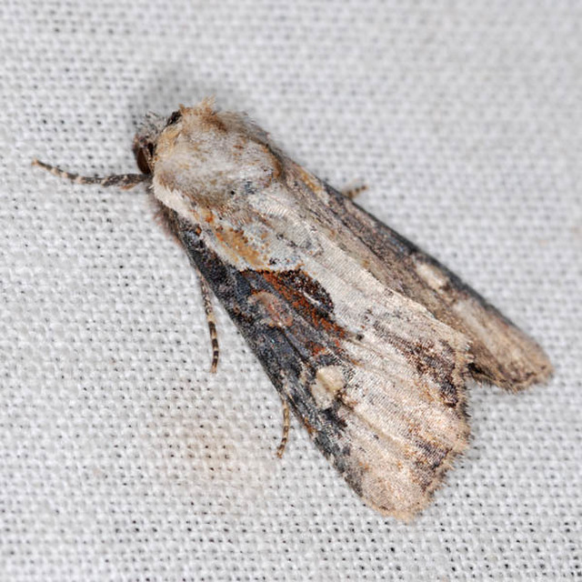 Lateroligia ophiogramma - harmatkása-dudvabagoly