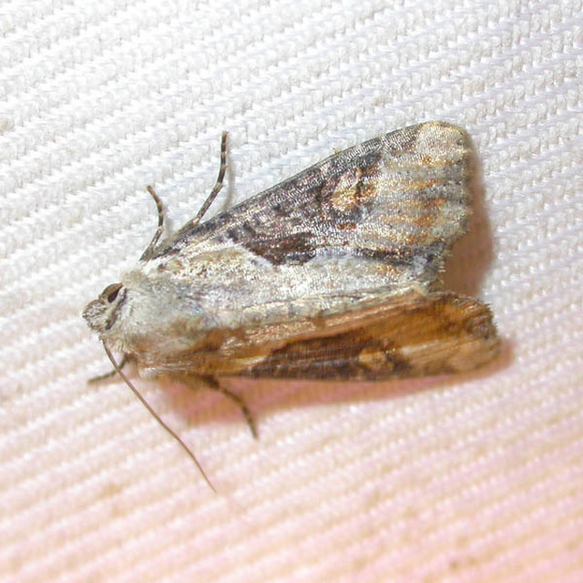 Lateroligia ophiogramma - harmatkása-dudvabagoly