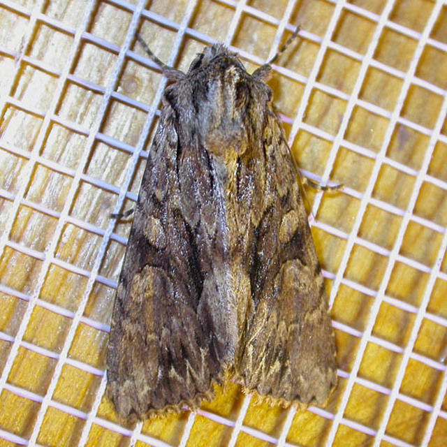 Apamea monoglypha - nagy dudvabagoly
