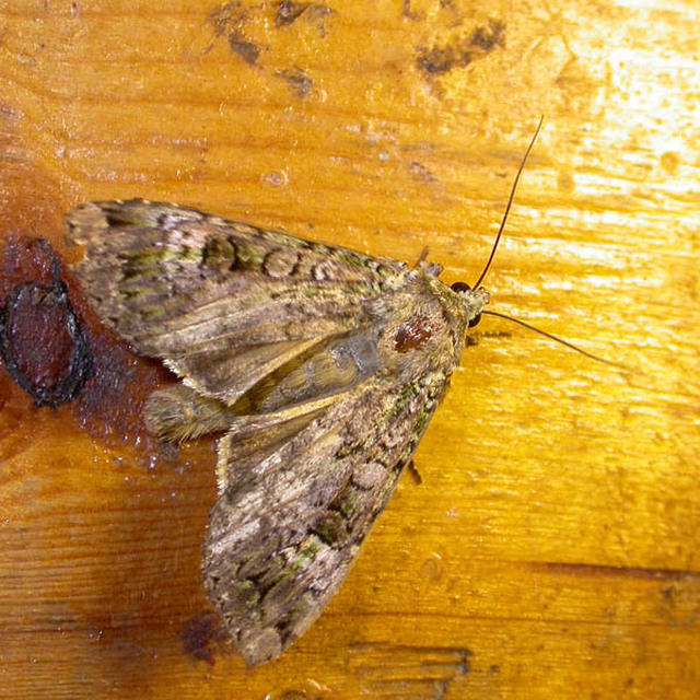 Anaplectoides prasina - zöld hegyibagoly